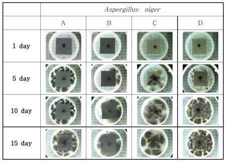 Growth image of fungi on imported corrugated boards