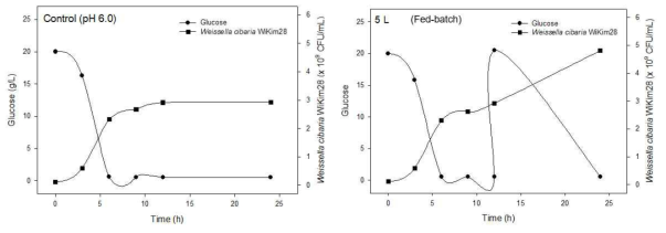 Production of Weissella cibaria WiKim28 fed with 2% sucrose and with a pH-stat (6.0)