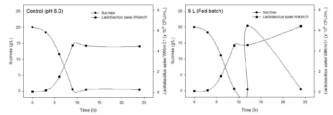 Production of Lactobacillus sakei WiKim31 fed with 2% glucose and with a pH-stat (6.0)