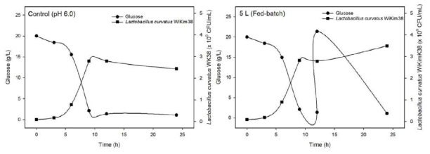 Production of Lactobacillus curvatus WiKim38 fed with 2% glucose and with a pH-stat (6.0)