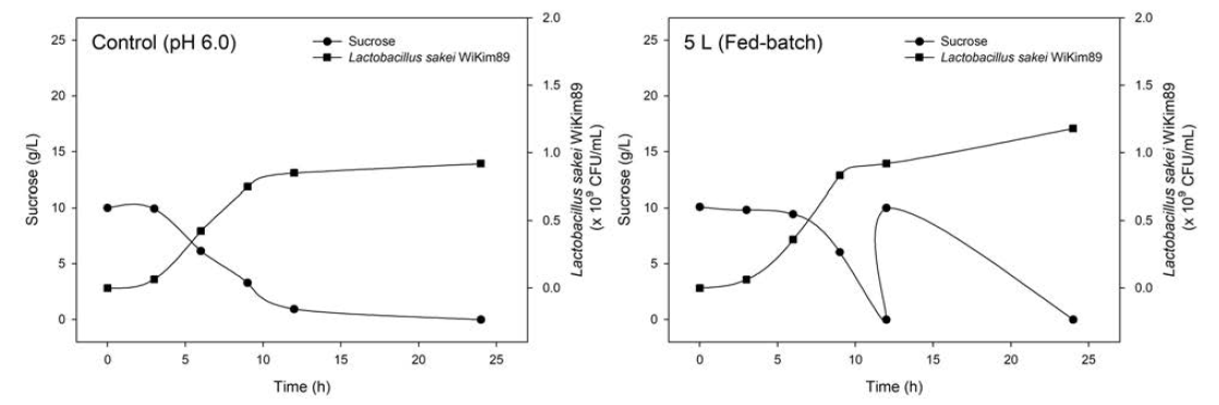 Production of Lactobacillus sakei WiKim89 fed with 1% sucrose and with a pH-stat (6.0)
