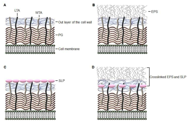 Structural models of Lactobacillus strains cell wall. (A) The cell enveloped peptidoglycan (PG) layer, wall teichoic acids (WTA), lipoteichoic acids (LTA), and out layer of the cell wall. (B) Exopolysaccharide (EPS) attached to the cell wall. (C) Cell envelope structure with surface layer proteins (SLP). (D) Crosslinked polymer layer outsides of the containing EPS and SLP