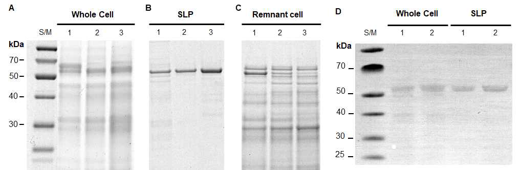 SDS-PAGE protein profiles and western blot of cold-adapted Lactobacillus brevis WiKim0069. lane 1: non-adaptation; lane 2: cold adapted at 10℃; lane 3: cold adapted at –5℃. (A) Intense protein bands in whole cell lysates increased with decreasing pretreatment temperature. (B) After extraction with 8M urea, SLP was detected (52 kDa). (C) A faint SLP band was observed for cell remnants after SLP extraction. (D) Western blot of s-layer proteins non- and after pretreatment at –5℃. Lane 1: non-pretreatment; lane 2: pretreated at −5℃