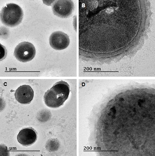 TEM images of Leuconostoc mesenteroides WiKim32 as control (non-adapted) cells (A, B) and cells cold adapted at -5℃ (C, D)