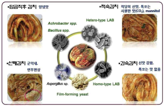 김치 발효 과정 중 미생물 천이 변화 및 그에 따른 맛의 변화