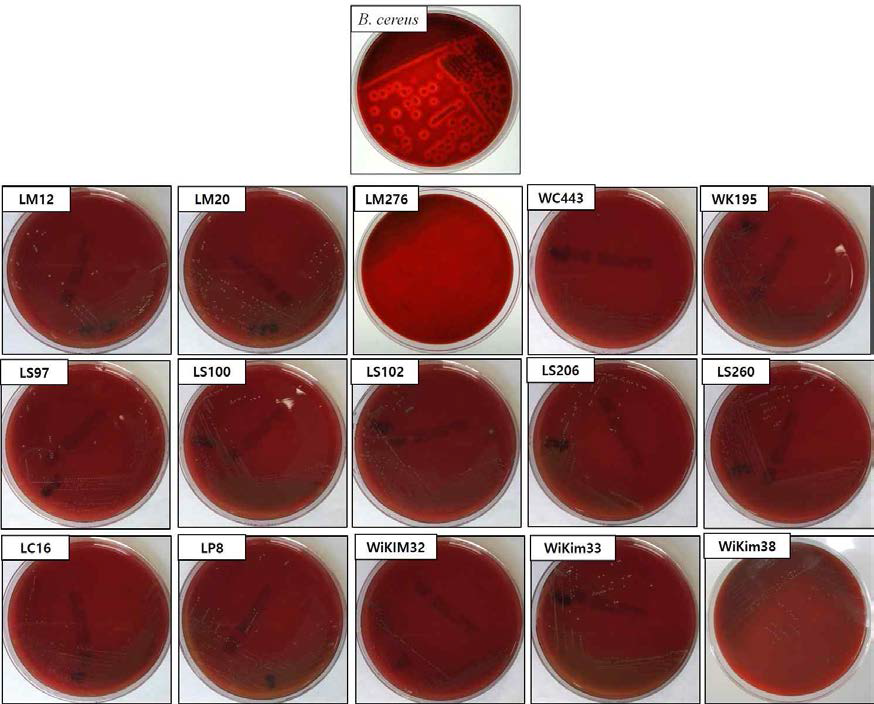 종균의 용혈성 검사(Hemolysis test)