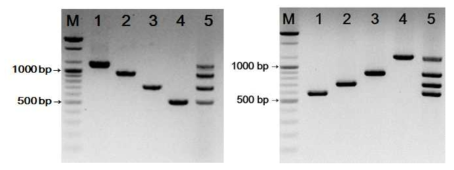 종균 검출용 프라이머 세트 PCR 산물(좌: WiKim32, 우: WiKim33)