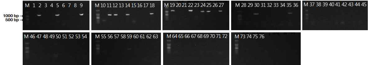 Leu. mesenteroides WiKim32 검출용 프라이머 세트의 검출특이성. M: DNA marker, 1~76: 특이성 검증에 사용된 유산균주