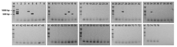 Leu. mesenteroides WiKim33 검출용 프라이머 세트의 검출특이성. M: DNA marker, 1: WiKim33, 2~76: 특이성 검증에 사용된 유산균주