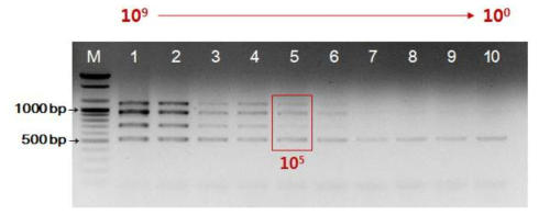 WiKim32 검출용 프라이머 세트의 검출한계 측정. M: DNA marker, 1-10: WiKim32 균주를 단계희석한(109-100 CFU) 것을 주형으로 사용한 군