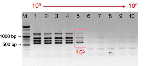 WiKim33 검출용 프라이머 세트의 검출한계 측정. M: DNA marker, 1-10: WiKim32 균주를 단계희석한(109-100 CFU) 것을 주형으로 사용한 군