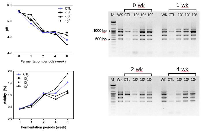 Leu. mesenteroides WiKim32 검출용 프라이머 세트의 김치 적용. 종균 첨가량을 달리한 김치 저장실험(6℃)에 따른 pH 및 산도변화 결과(왼쪽), 저장실험에 따른 종균 함유 여부를 WiKim32 검출용 프라이머 세트를 이용하여 PCR한 결과(오른쪽), M: DNA marker, CTL: 종균을 첨가하지 않은 대조구, 105-107: 김치내 종균 첨가량(105-107 CFU/g)