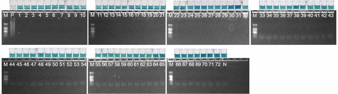 LAMP법을 통한 WiKim32 검출용 프라이머세트의 검출특이성. M: DNA marker, P: positive control (WiKim32), N: negative control (water)