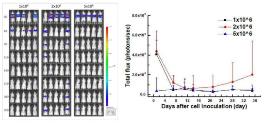 A549-Redfluc 세포 주입 수에 따른 전이성 폐암 동물 모델 발광영상 모니터링 결과