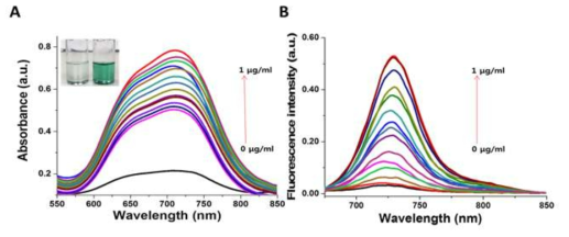Nitroreductase 처리 농도에 따른 fol-프로브의 (A) UV 흡수 및 (B) 형광 방출 스펙트럼