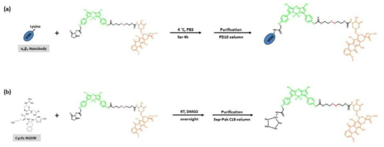 αvβ3 integrin 표적 물질로써 (a) 나노바디와 (b) cRGD에 진단용 형광 물질 및 doxorubicin이 결합된 전구항암제 제조 방법 모식도