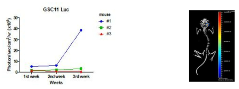 In vivo에서 GSC11-Luc 세포 유래 종양 발달을 실시간 luciferase 활성 모니터링 및 MicroCT를 통한 종양 3D 이미지화