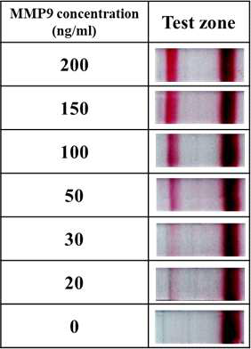 버퍼를 이용한 MMP9의 농도별 분석 이미지
