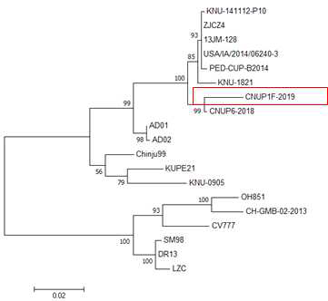 돼지유행성설사병바이러스 spike 단백질 분석 결과에 따른 phylogenetic tree 분석