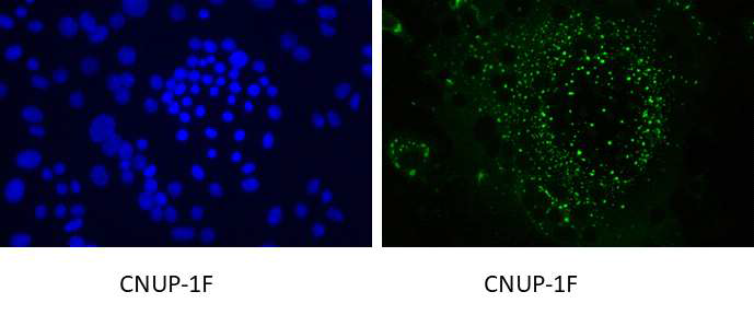 신규 분리주바이러스 (CNUP-1F)주의 증명 (Immunofluorescent assay)