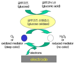 Glucose sensor의 원리