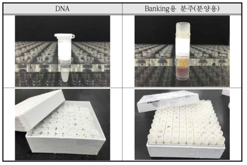 DNA 시료 및 Banking용 blood 시료 보관 방법