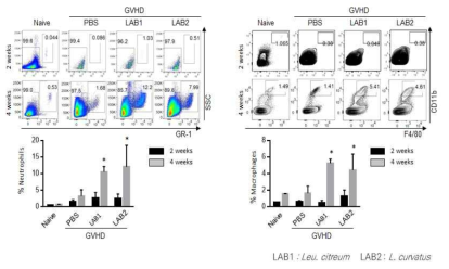GVHD 동물 모델에서 김치유산균 섭취에 따른 선천성 면역세포 분포 증가확인