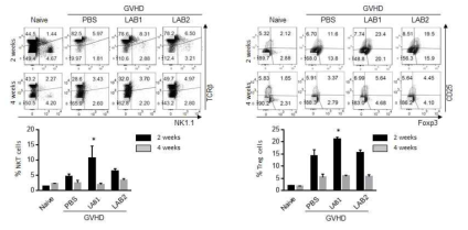 GVHD 동물모델에서 김치유산균 섭취에 따른 NKT 및 면역조절 T 세포 분포 증가