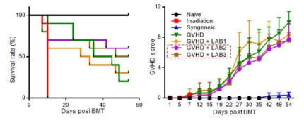 김치미생물 섭취에 따른 acute GVHD모델의 생존율 및 증상지수 측정