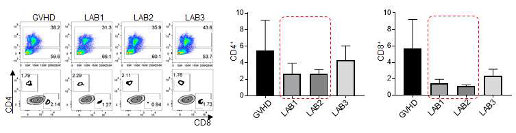 GVHD 동물모델에서 김치유산균 섭취에 따른 CD4+ 및 CD8+ T 세포 분포 확인