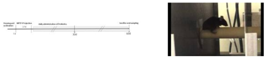 MPTP induced mouse model of PD