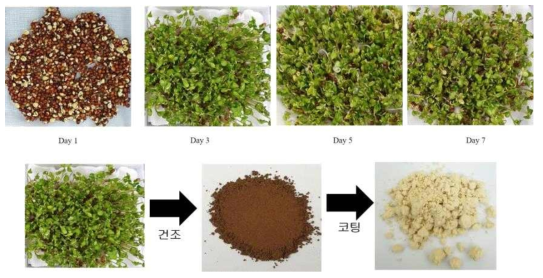 황 강화 브로콜리 새싹 재배 및 분말제조