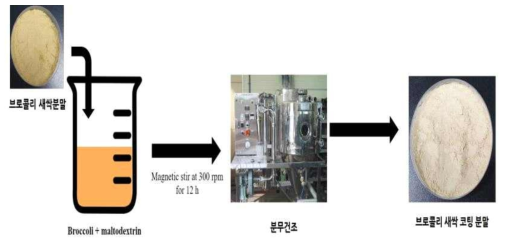 황 강화 브로콜리 새싹 코팅분말 제조