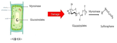 식물세포 glucosinolates 분해과정