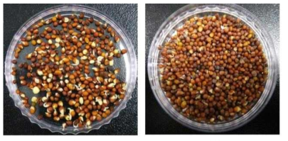 (좌) 물 과 (우) 1% methionine 용액의 씨앗 발아