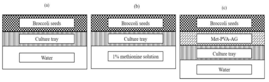 브로콜리 새싹 재배 트레이 조성 (a) 물, (b) 1 % Met, (C) Met-PVA-AG hydrogel beads