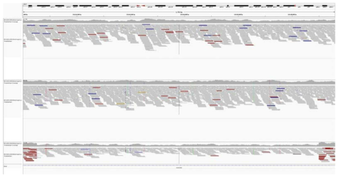 IGV plot for 7q34 deletion of 1323-3 sample