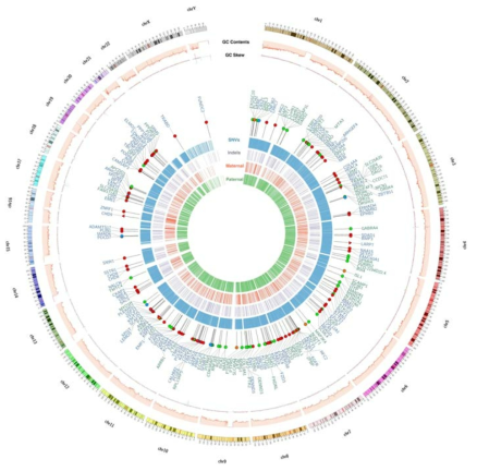 Circos plot for de novo mutations from the whole ASD probands