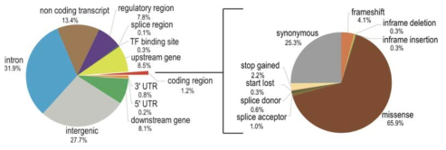 Pie chart for the identified de novo variant’s type