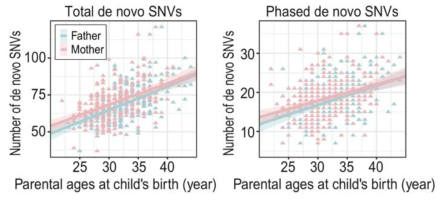 Correlation between the number of de novo SNV and parents’ age at child’s birth