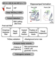 Schematic diagram for Alzheimer’s disease research by using low-frequency somatic variant calling pipeline