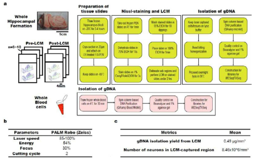 Protocol of DNA isolation for the brain and the blood samples