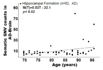 Number of somatic SNVs in brain samples according to the age of the sample