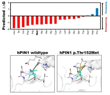 Effect of p.Thr152Met mutation on PPIC domain of PIN1 computed by using SDM2