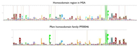 Comparison of sequence logos of homeodomain region for our MSA to those for Pfam