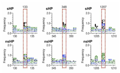 Amino acid sequences in the positions pointed by multiple sequence alignment