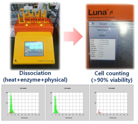 Single cell isolation from mouse striatum and medial prefrontal cortical brain tissue