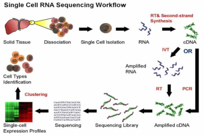 scRNA-seq analysis workflow