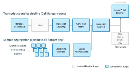 Cell Ranger Analysis Pipeline