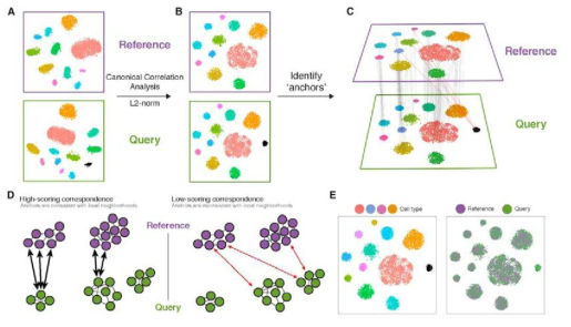 Seurat-provided single cell integration algorithm